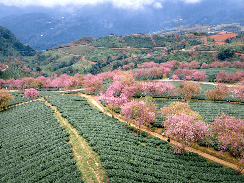 O Quy Ho Tea Hill presents a peaceful and enchanting landscape that captivates the heart (Source: Pexels)
